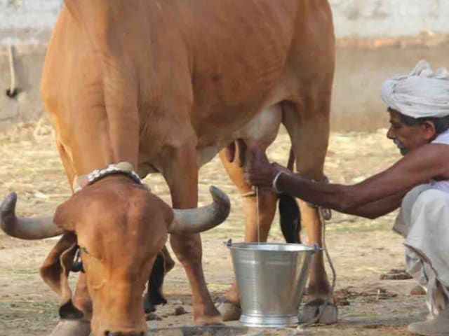 अचानक, गाय का ठाठ, दूध बेचना और उसे बेचना शुरू कर दिया!