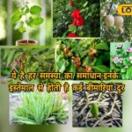 स्थानीय 18