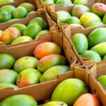 आधी रात के चोरों ने आमों को उठाया, बस स्टैंड सीधे, 2 कैरेट आम ले गए!