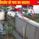 वीडियो: गाय बुलेट राइडर बॉय के पीछे पड़ी ... जैसे कि आप बदला ले रहे हैं!