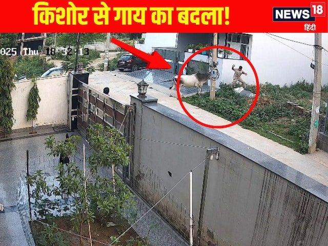वीडियो: गाय बुलेट राइडर बॉय के पीछे पड़ी ... जैसे कि आप बदला ले रहे हैं!