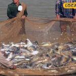 इन दिनों में, मछली भारी होगी, विभाग को चेतावनी दी जाएगी, विभाग ने चेतावनी दी, विश्वास करने के लिए नहीं