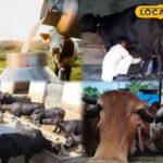 ऐसा अतिरिक्त बोनस दूध पर उपलब्ध होगा ... भिल्वारा डेयरी एक बड़ा निर्णय लेता है, मवेशी के पीछे