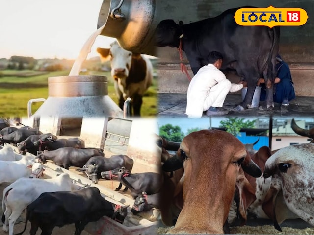 ऐसा अतिरिक्त बोनस दूध पर उपलब्ध होगा ... भिल्वारा डेयरी एक बड़ा निर्णय लेता है, मवेशी के पीछे