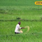 किसानों को बड़ी राहत! नि: शुल्क जिप्सम भूमि सुधार के लिए उपलब्ध होगा, कैसे आवेदन करें