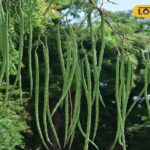 इतिहास खेती द्वारा बनाया गया था जहां ड्रमस्टिक नहीं बढ़ता था ... ड्रिप सिंचाई, गाय के गोबर और कटिंग को जबरदस्त उपज मिली