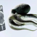 कुछ भी नहीं फोन 3 पहले देखो, मूल्य लीक, लॉन्च से पहले लीक हुआ