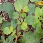 स्वास्थ्य समाचार