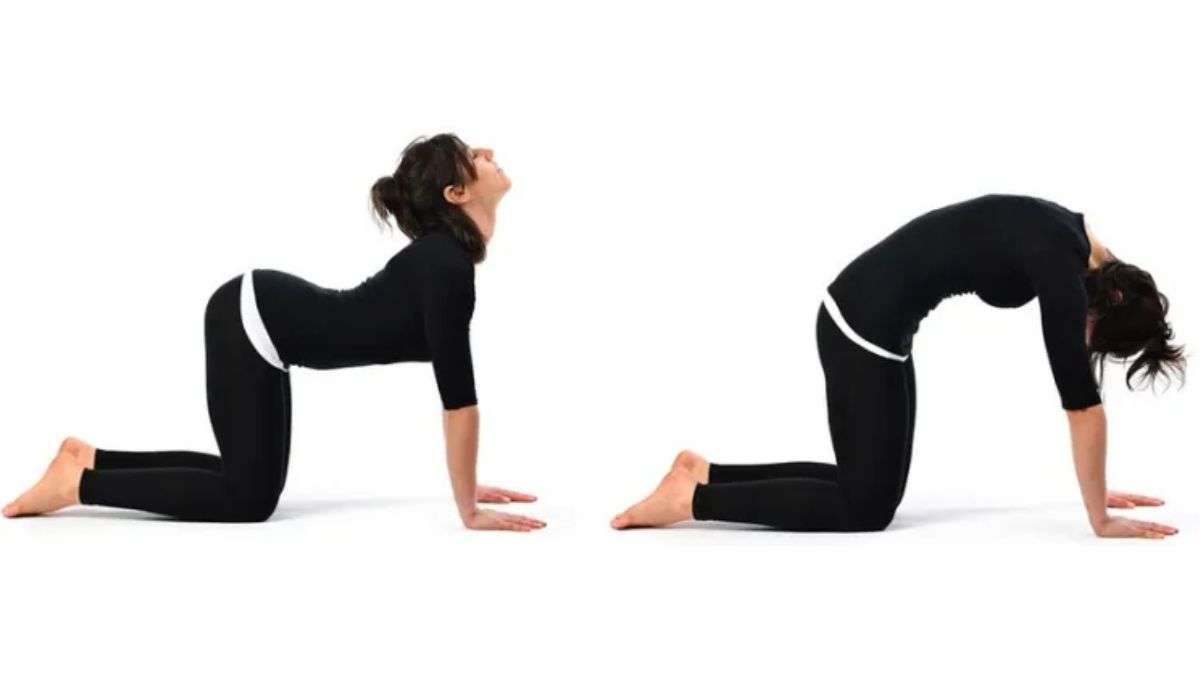 कैट-गाय पोज़ के लिए उच्च तख़्त: सबसे अच्छा व्यायाम आप घर पर कर सकते हैं आसन को बेहतर बनाने के लिए