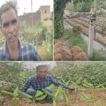 कार्यकर्ता ने 200 गज की साजिश पर किचन गार्डन शुरू किया, इतना कमाई