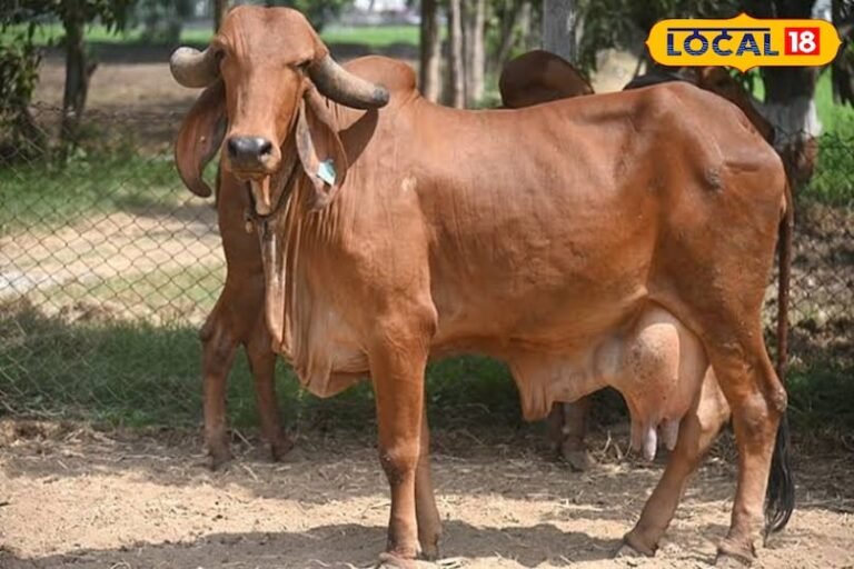गिरा