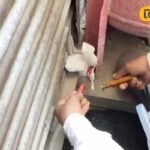 के बारे में