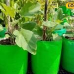 समाचार 18