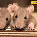 चूहों ने घर में आतंक पैदा किया है? बस इस मसाले को छिड़कें, फिर जादू देखें