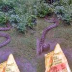 जंगल से निकला, फिर 12 फीट के ड्रैगन ने गाँव में गाँव को भर दिया, ग्रामीणों ने इंद्रियों को उड़ा दिया