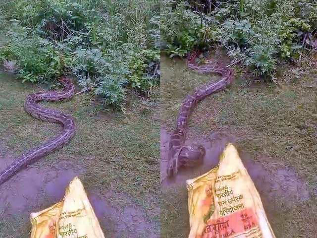 जंगल से निकला, फिर 12 फीट के ड्रैगन ने गाँव में गाँव को भर दिया, ग्रामीणों ने इंद्रियों को उड़ा दिया