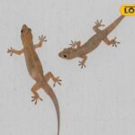 समाचार 18