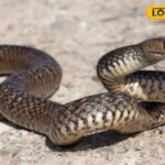 राख, नीम और मैच सबसे किफायती चाल हैं