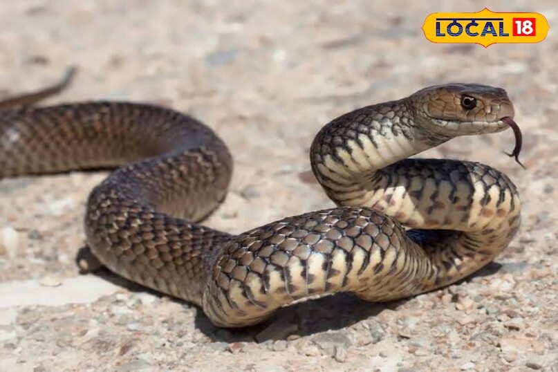 टिप्स और ट्रिक्स: बारिश में सांपों की कोई प्रविष्टि नहीं! नीम, मैच और राख के साथ ‘स्नैक फ्री ज़ोन’ बनाएं