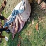 जर्मन शेफर्ड बाइट्स 5 -वर्ष -बच्चे, गुस्से में परिवार ने कुत्ते को मार डाला