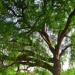 नीम के पेड़ ने पीपल को जन्म दिया! प्रकृति ने एक अद्वितीय चमत्कार दिखाया