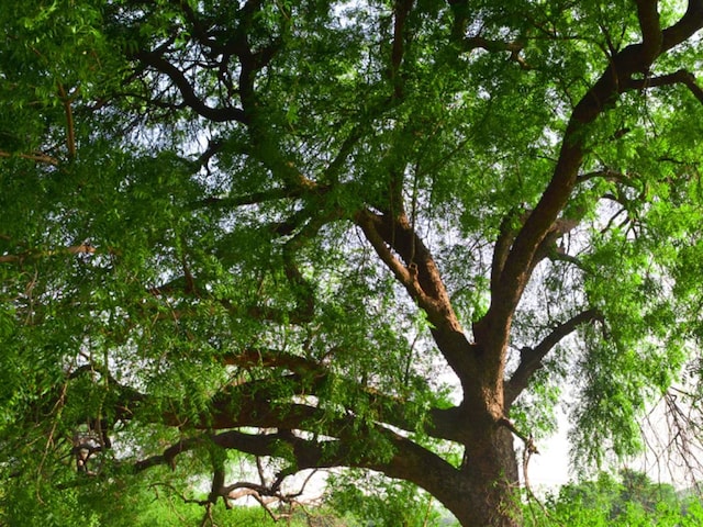 नीम के पेड़ ने पीपल को जन्म दिया! प्रकृति ने एक अद्वितीय चमत्कार दिखाया