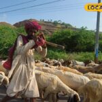 पशु मालिक बैट-बैट बन गए हैं ... अब अपने जानवरों को भी बीमा सुरक्षा दें