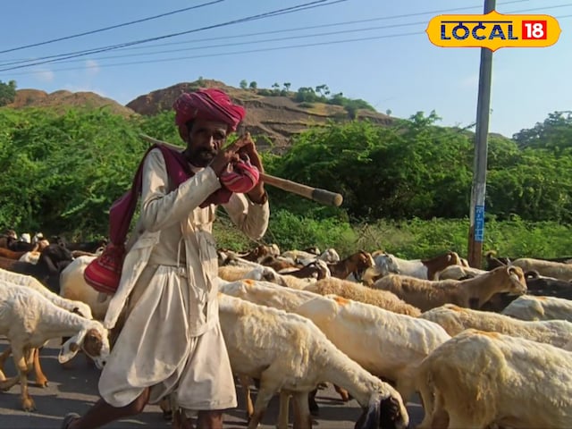 पशु मालिक बैट-बैट बन गए हैं ... अब अपने जानवरों को भी बीमा सुरक्षा दें