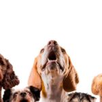 पालतू जानवरों के मानसिक स्वास्थ्य में सुधार कैसे करें?