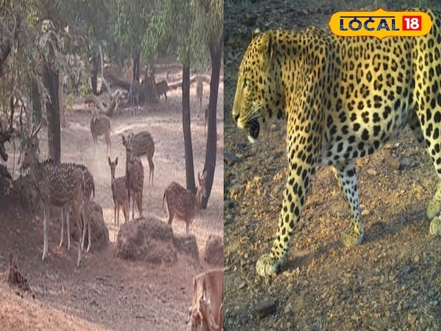 पास में 100 से अधिक पैंथर्स ... प्रिय पार्क सिकर की रक्षा करेगा? वन विभाग का नया