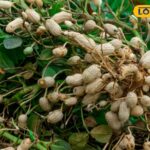 मूंगफली