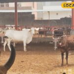 फरीदाबाद