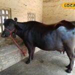बफ़ेलो की यह नस्ल दूध उत्पादन की रानी है, पता है कि करोड़पति किसानों को करोड़पति बना रहे हैं