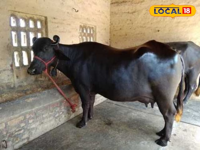बफ़ेलो की यह नस्ल दूध उत्पादन की रानी है, पता है कि करोड़पति किसानों को करोड़पति बना रहे हैं