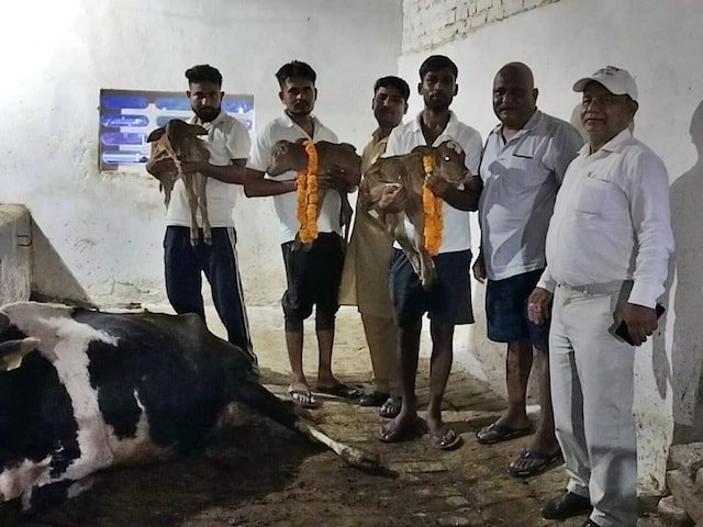 गाय ने 4 बच्चों को एक साथ जन्म दिया, ऐसा दुर्लभ मामला 1 लाख मामलों में आता है