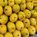 मैंगो की मिठास राजस्थान में जेब में पहुंच गई, सिकर और नागौर में कीमतें आसमान छूती