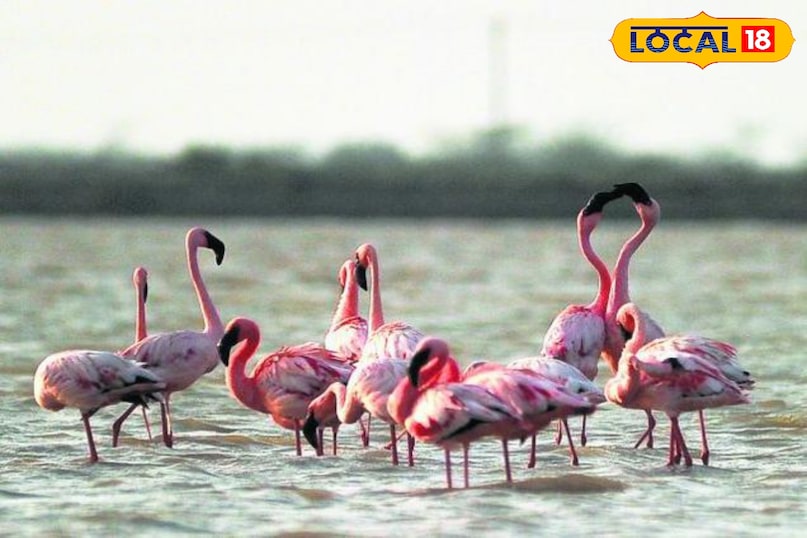 यदि आप सांबर जा रहे हैं, तो केवल झील तक रुकें, पास में इन 5 स्थानों का आनंद लें, यात्रा यादगार हो जाएगी