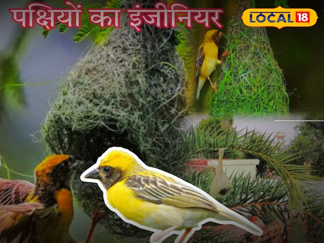 यह छोटा पक्षी नेस्ट का कलाकार है