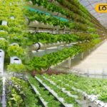 समाचार 18