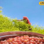 यह फल रेगिस्तान का वरदान है: महिलाओं के हार्मोन संतुलन, बच्चों की हड्डियों और बुजुर्गों के स्वास्थ्य के लिए फायदेमंद