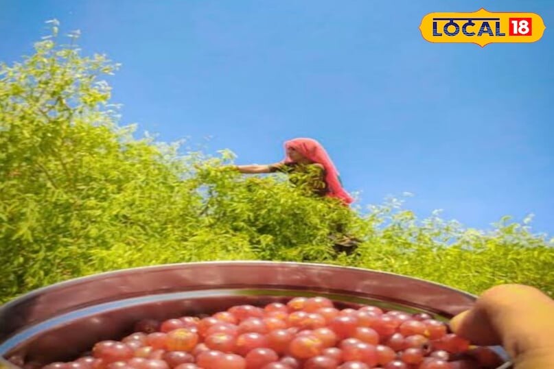 यह फल रेगिस्तान का वरदान है … महिलाएं और बूढ़े लोग सभी के लिए रामबाण हैं!