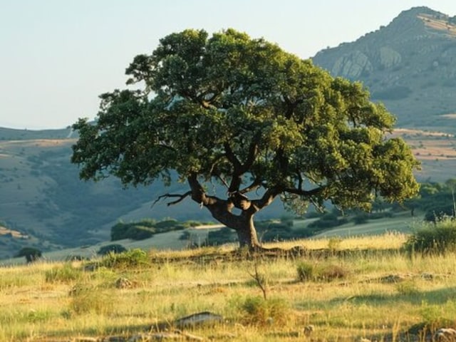 रेगिस्तान का एसी, 50 डिग्री में शीतलता भी देता है, कोल्ड-कूल, कूल-कूल रखता है!