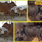 यह विशेष तकनीक पशुपालन की तस्वीर को बदल देगी, दूध उत्पादन में वृद्धि होगी