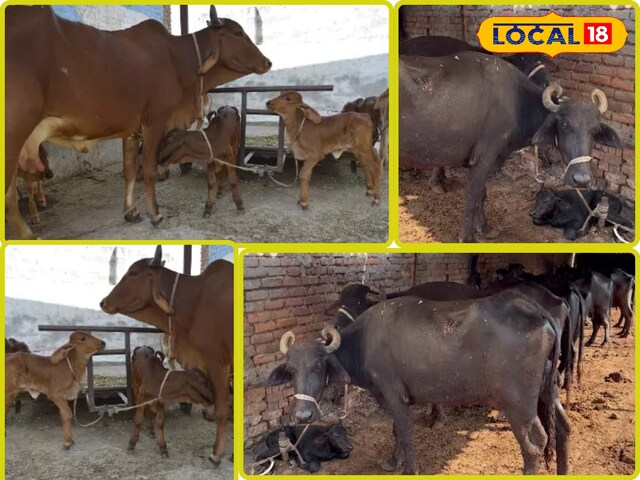 यह विशेष तकनीक पशुपालन की तस्वीर को बदल देगी, दूध उत्पादन में वृद्धि होगी