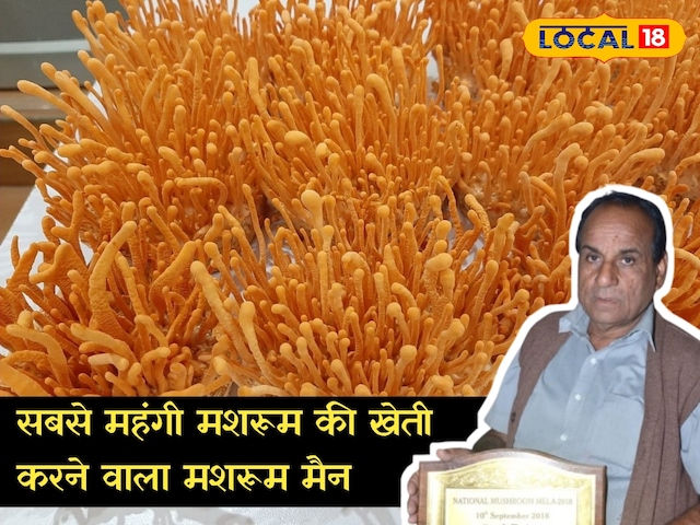 रजत ट्रिपल महंगा है! राजस्थान का ‘मशरूम मैन’ कीड़ा जड़ी -बूटियों को बढ़ा रहा है, क्या खास है
