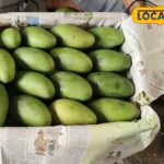 राजस्थान के मंडिस में आम, अजमेर-सिकर में यह किस्म