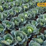 राजस्थान के मंडियों में सब्जी की कीमतों में अंतर, लोगों की जेब पर प्रभाव