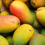 राजस्थान के मंडियों में आम धू, लंगड़ा से केसर तक मांग बढ़ी, दर को जानें