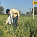 प्याज की खेती