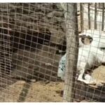 रात की खूनी रात कौन है? जिन्होंने 13 जानवरों को एक साथ मार दिया